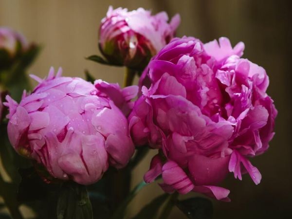 Fête de la Pivoine 2026