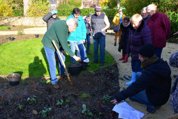La plantation des pivoines