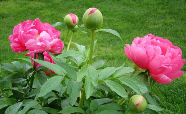 Programme Fête de la Pivoine du 18 mai 2025